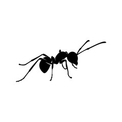 Ant Vector Design Logo. Ant Illustration With Various Shapes and Different movements