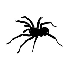 Spiders Vector Design Logo. Spiders Illustration With Various Shapes and Different movements
