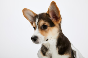 cute welsh corgi puppy looking away isolated on white