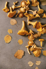 Forest chanterelle mushrooms
