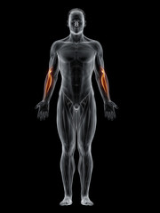 3d rendered muscle illustration of the brachioradialis