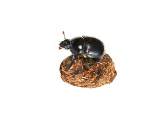 The dung beetle Anoplotrupes stercorosus on a pellet of dung isolated on white background