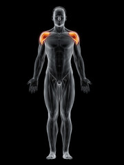 Fototapeta na wymiar 3d rendered muscle illustration of the deltoid
