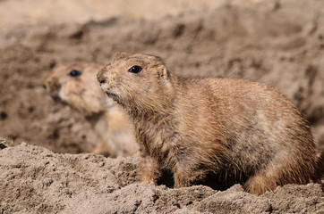 prairie dog