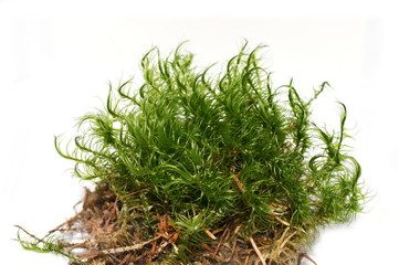 Wind-blown moss Dicranum on white background