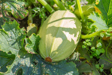 Zucchini grows on a garden bed.  Zucchini is popular in private and industrial vegetable growing due to excellent taste and a large number of nutrients.