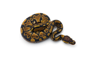 The royal python isolated on white background