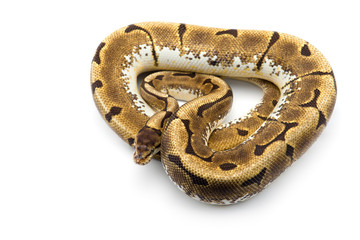 The royal python isolated on white background