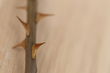 Close up detail shot of the sharp thorn on rose stem, wooden background, selective focus.