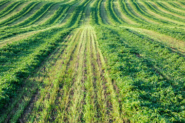 A rolling cut field of alfalfa hay.