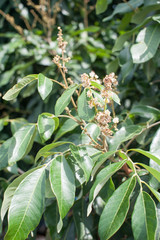 Obraz premium Longan flower background.