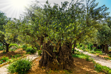 Fototapeta na wymiar Magnificent millennial olives