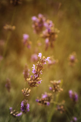 Lavender flower in nature field, warm light.