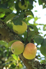 Close up of apple tree branch with apples fruits, changing from green to red.