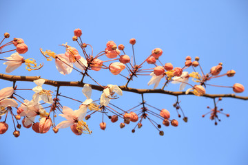 Close up of Pink Wishing Tree (Other name: Pink Shower, Pink cassia, Pink and White Shower Tree flowers ; Scientific name: Cassia bakeriana Craib) flowers bunch against blue sky background.