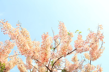 Pink Wishing Tree (Other name: Pink Shower, Pink cassia, Pink and White Shower Tree flowers ; Scientific name: Cassia bakeriana Craib) flowers bunch against blue sky background.