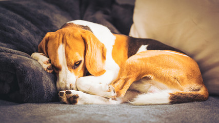 Sleeping beagle dog on the sofa in living room curled