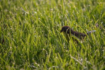 observación de aves