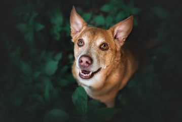 Portrait of a brown mixbreed dog in natural environment