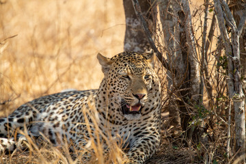 Large male leopard resting in the shade of a tree on a hot hot day