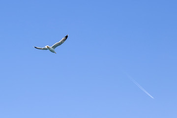 A seagull bird flying in the blue sky