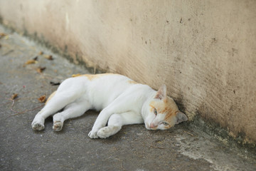 White cat lying down on ground and half looking at camera with sleepy eyes.