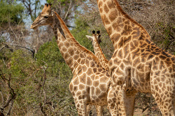 Giraffe hanging about in a tower.