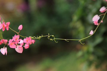 Pink Coral Vine or Mexican Creeper or Chain of Love flowers (Antigonon leptopus Hook & Arn, Categories: Species of Polygonaceae) holding hand in the air with blurred green background of the garden.