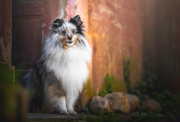 Shetland sheepdog in a door 