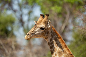 Giraffe hanging about in a tower.