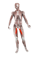 Fototapeta na wymiar 3d rendered muscle illustration of the adductor longus