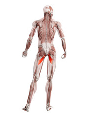 3d rendered muscle illustration of the adductor brevis