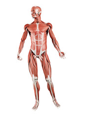 3d rendered muscle illustration of the front