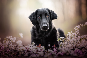 Black fLat coat retriever in natural environment