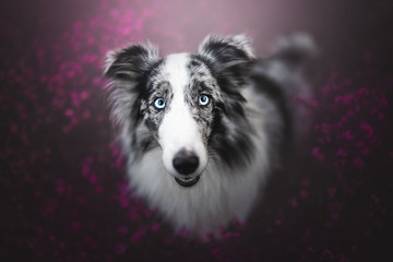 Shetland Shepherd in the Heather grass from above