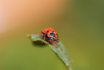 Macro photo of a red beetle with black circles on its wings sitting on the grass