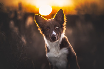 Border collie puppy at the sunset with backlight