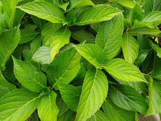 Fresh Leaves Background