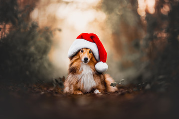 Shetland shepherd with Christmas hat 