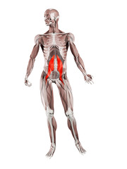 3d rendered muscle illustration of the psoas major