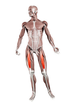 3d rendered muscle illustration of the rectus femoris