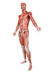 3d rendered medically accurate illustration of the muscle system