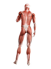 Fototapeta na wymiar 3d rendered medically accurate illustration of the muscle system