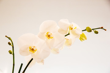 Fototapeta na wymiar orquídeas en tallo 