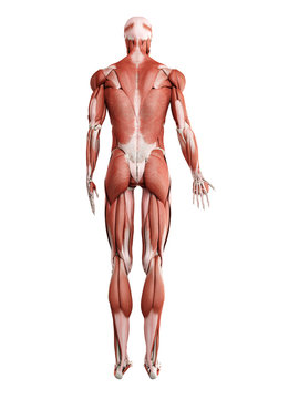 3d rendered medically accurate illustration of the muscle system