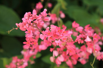 Pink Coral Vine or Mexican Creeper or Chain of Love (Antigonon leptopus Hook & Arn, Categories: Species of Polygonaceae) flower bunch in garden.