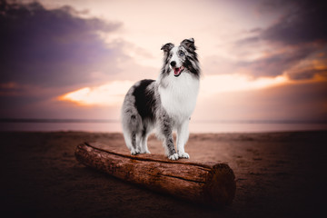 Shetland shepherd at the beach at the sunset