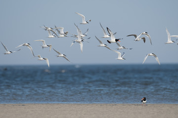 Brandseeschwalbe (Thalasseus sandvicensis)