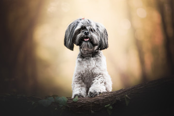 Lhasa Apso in natural environment, wood, flowers, light