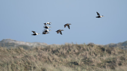 Eiderente (Somateria mollissima)